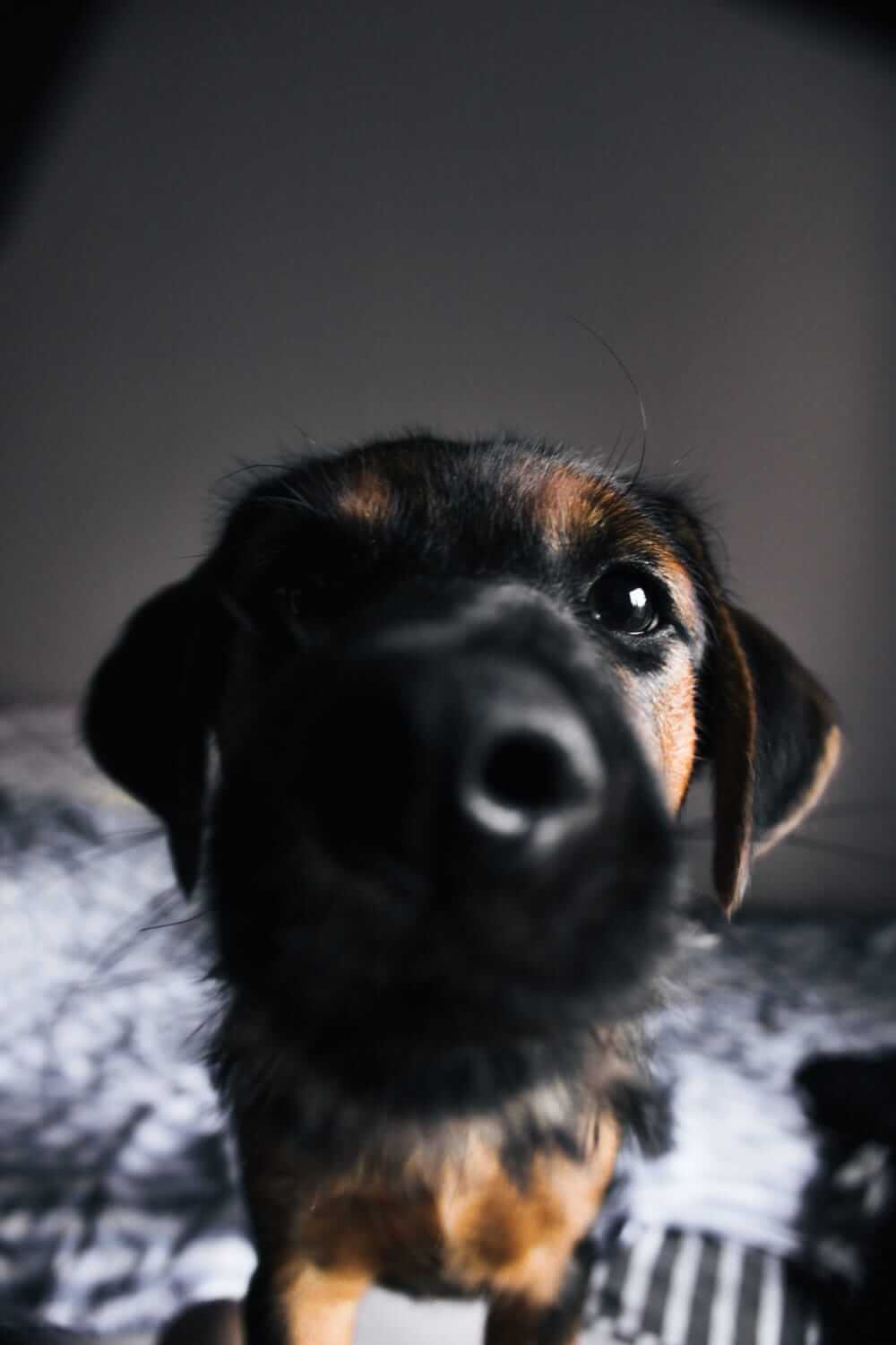 Toby cool dog